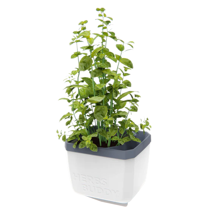 HERBS BUDDY (Self Watering Pot) + FREE Parsley Starter Seeds