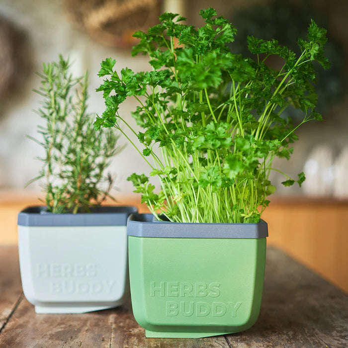 HERBS BUDDY (Self Watering Pot) + FREE Parsley Starter Seeds