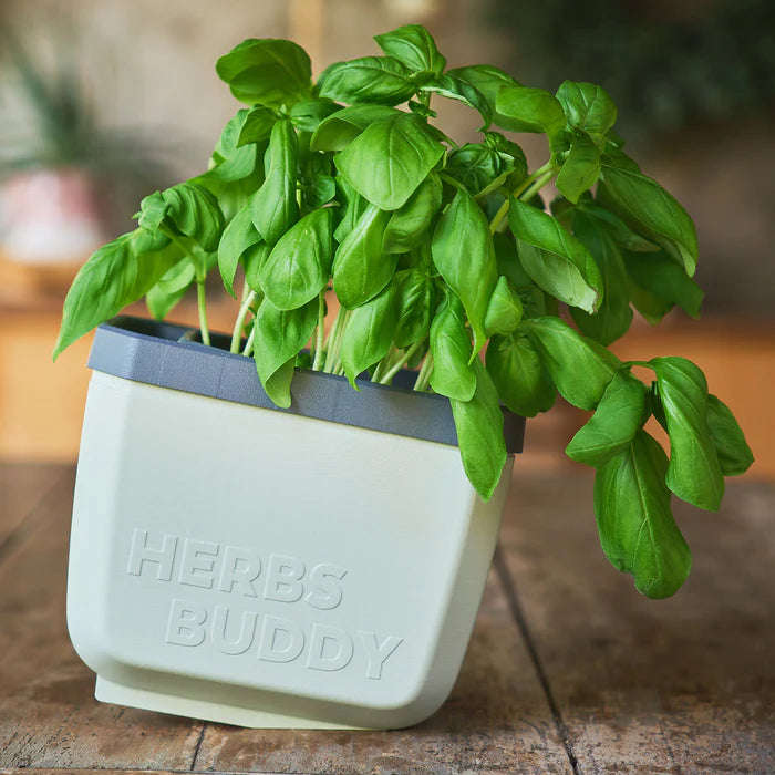 HERBS BUDDY (Self Watering Pot) + FREE Parsley Starter Seeds