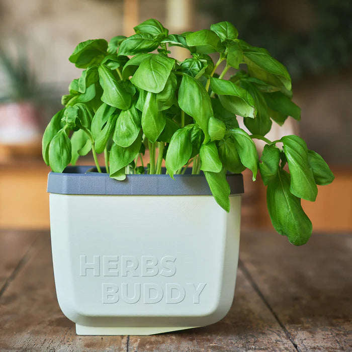 HERBS BUDDY (Self Watering Pot) + FREE Parsley Starter Seeds