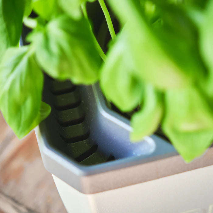 HERBS BUDDY (Self Watering Pot) + FREE Parsley Starter Seeds