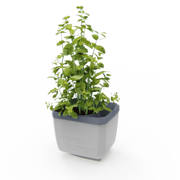 HERBS BUDDY (Self Watering Pot) + FREE Parsley Starter Seeds
