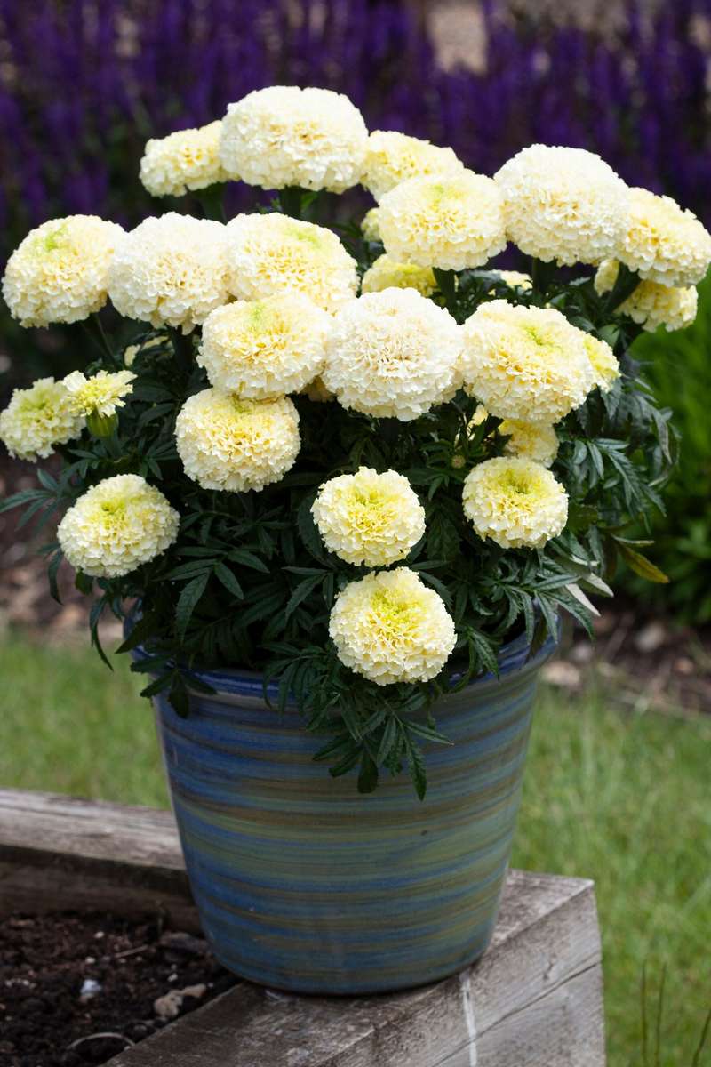 Marigold Whitegold Max Seeds
