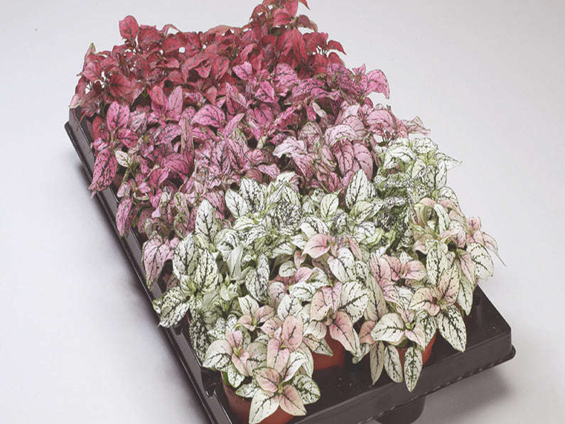 Hypoestes Confetti Compact Mix Seeds