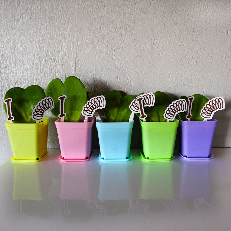 Love Plant / Hoya Kerri / I LOVE SPRING Edition