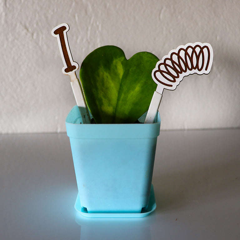 Love Plant / Hoya Kerri / I LOVE SPRING Edition