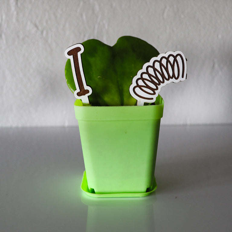 Love Plant / Hoya Kerri / I LOVE SPRING Edition