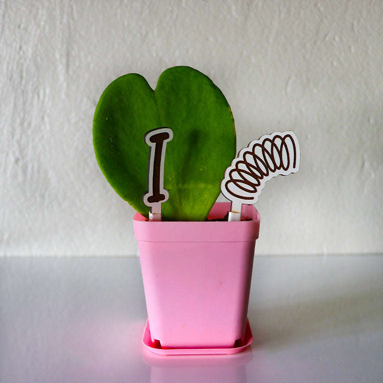 Love Plant / Hoya Kerri / I LOVE SPRING Edition
