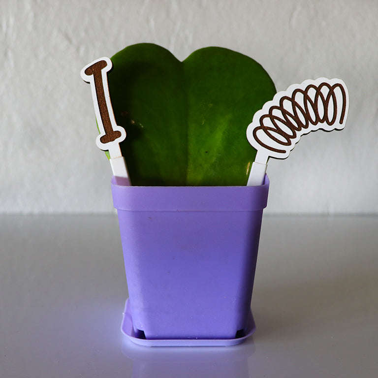 Love Plant / Hoya Kerri / I LOVE SPRING Edition