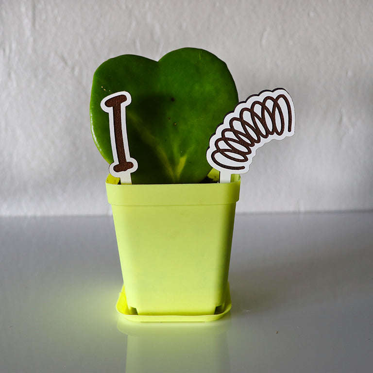 Love Plant / Hoya Kerri / I LOVE SPRING Edition