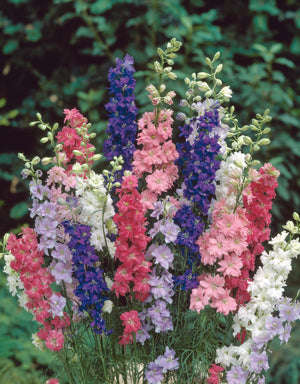 Larkspur Qis Formula Mix Seeds