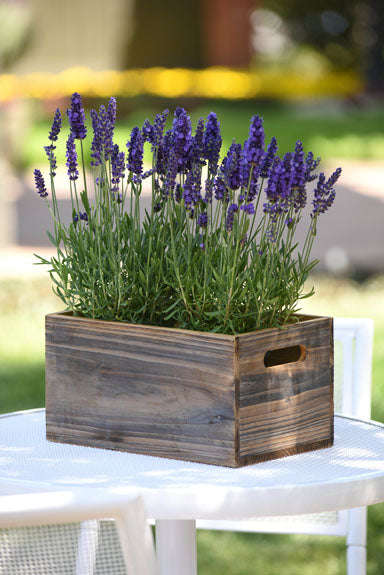 Lavender Blue Spear Seeds