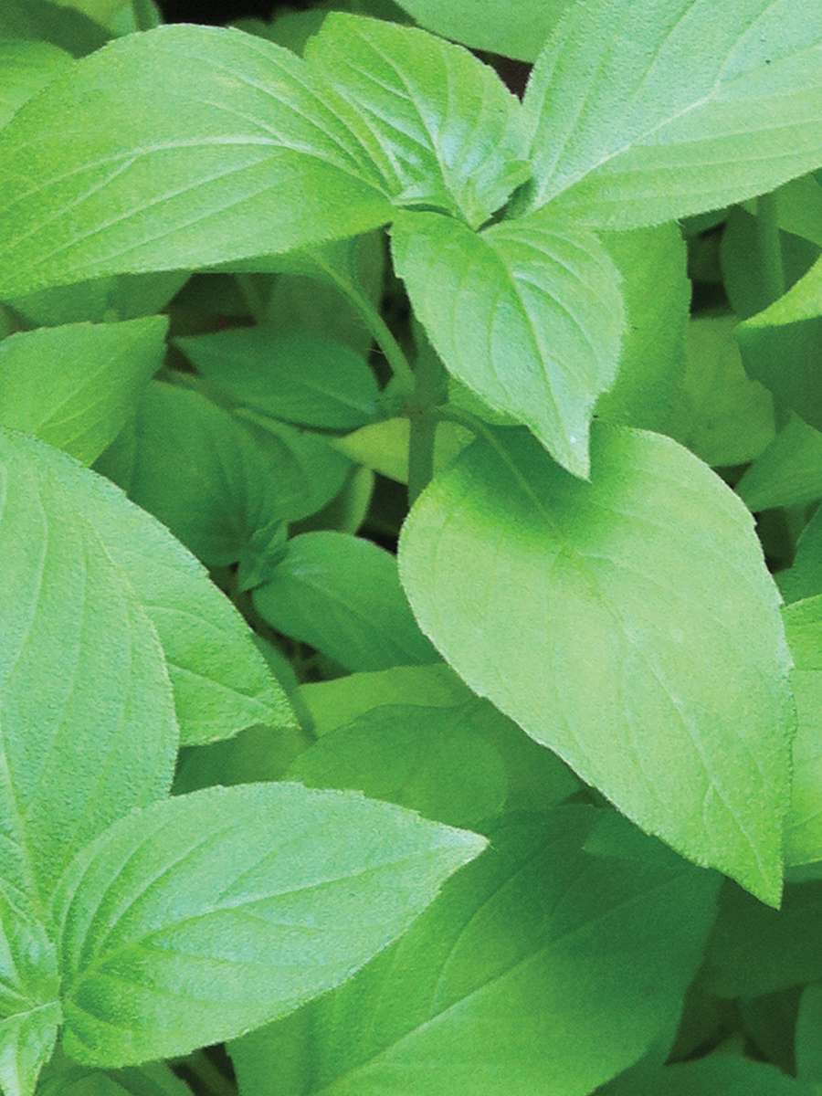 Basil Lemon Lemonette Seeds