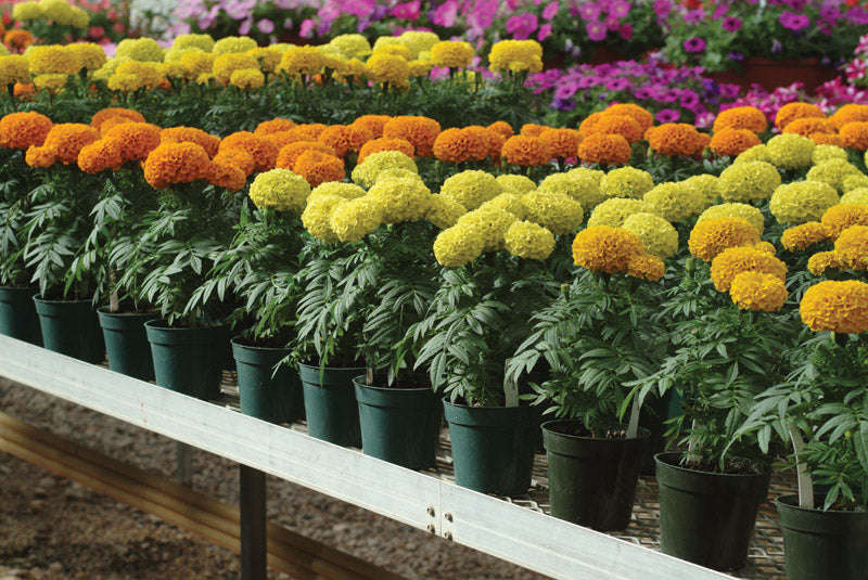 Marigold F1 Taishan Mix Seeds