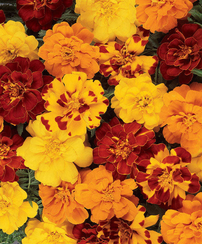 Marigold Durango Outback Mix Seeds