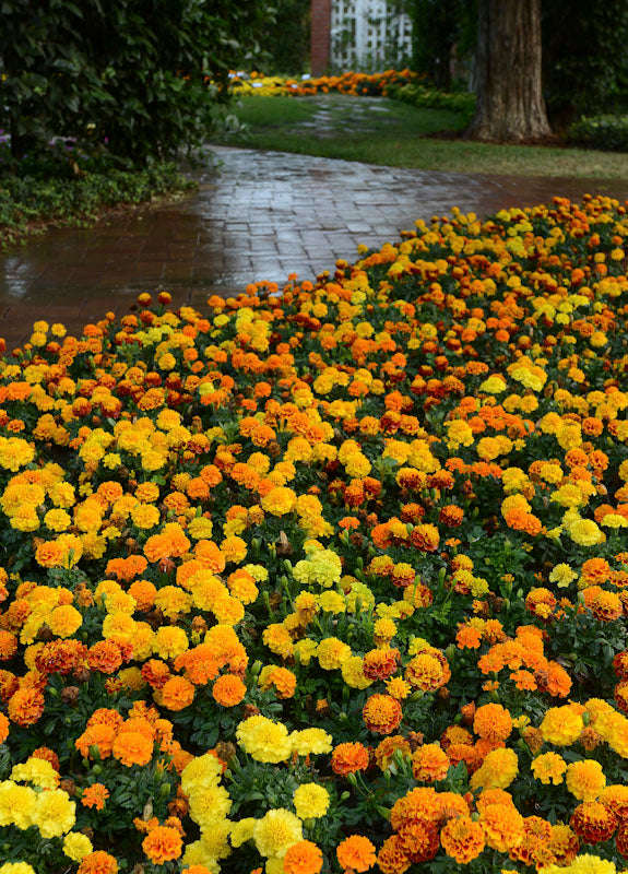 Marigold Hot Pak Mix Seeds
