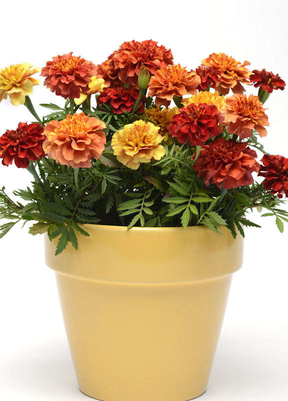 Marigold Strawberry Blonde Seeds