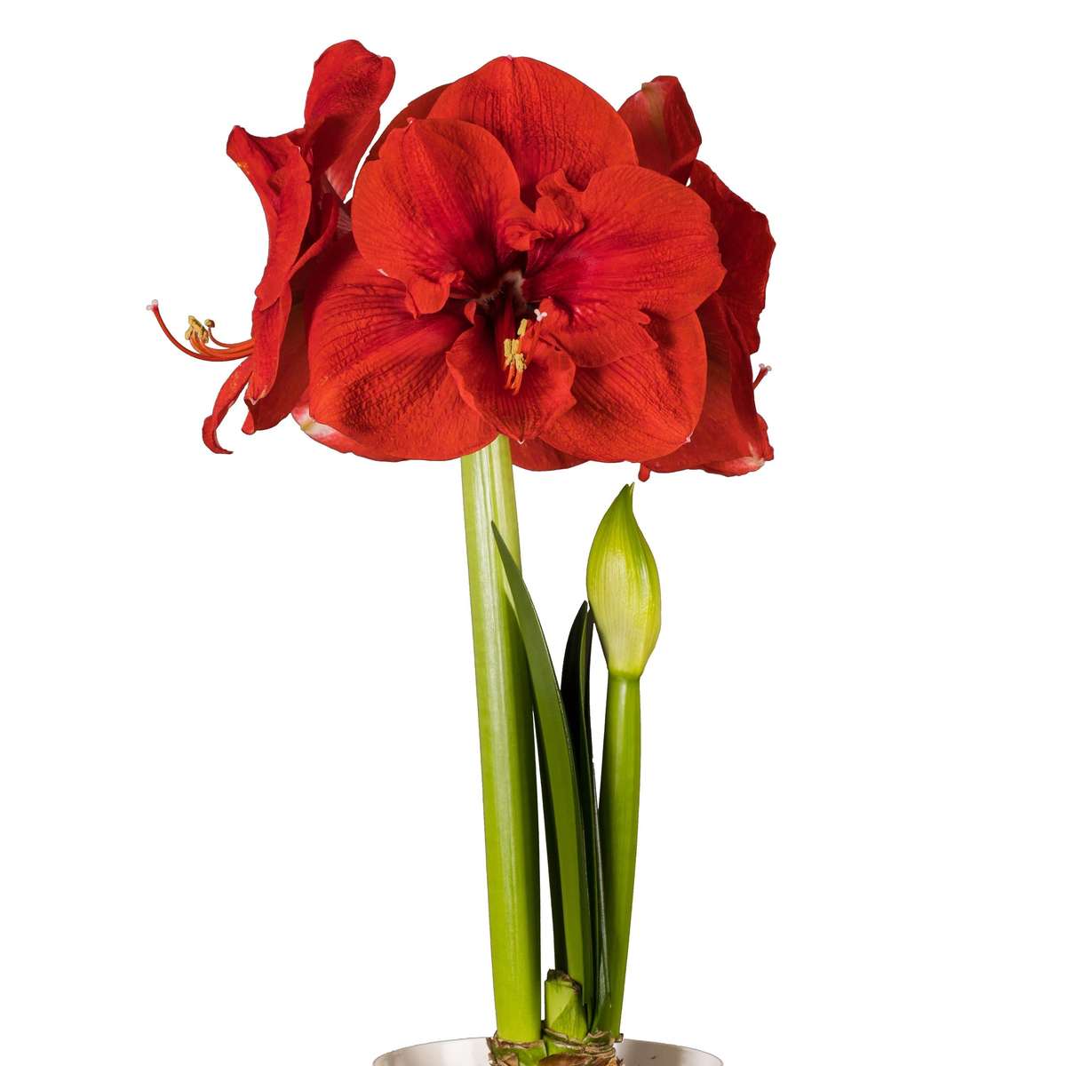 Amaryllis Symphony Single - Merry Christmas - 1 bulb