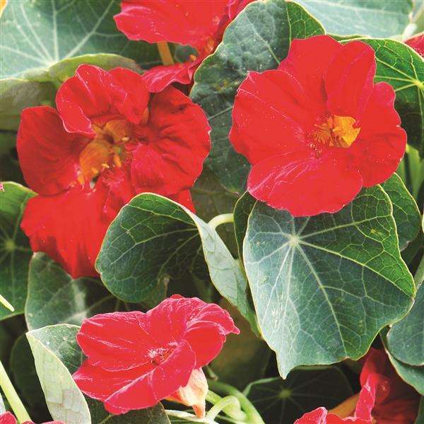 Nasturtium Baby Red Seeds