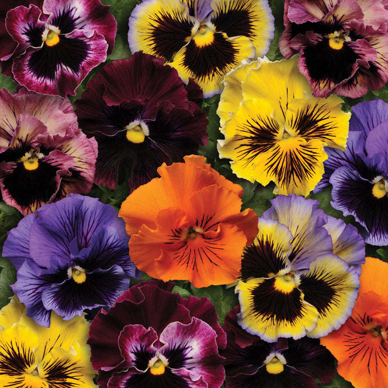Pansy Frizzle Sizzle Mix Seeds