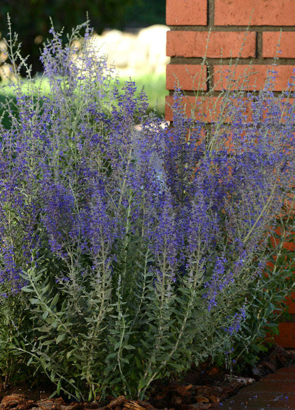 Perovskia Blue Steel Seeds