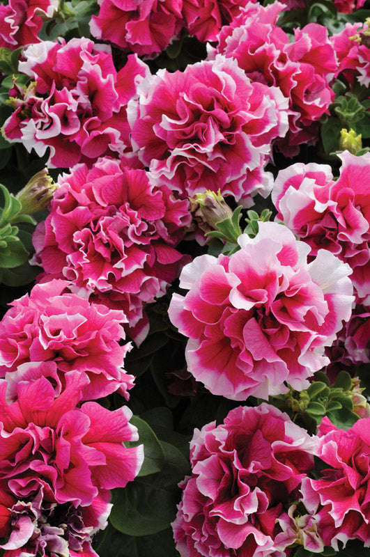 Petunia Pirouette Rose Seed