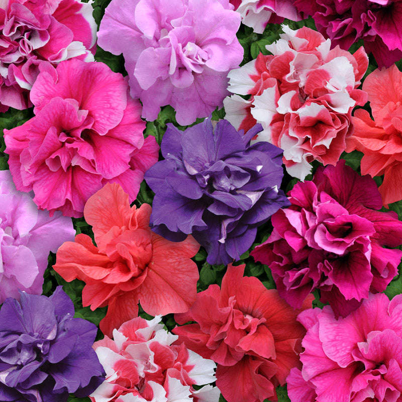 Petunia Duo Mix Seeds