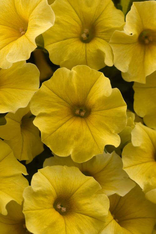 Petunia Caliburst Yellow Seed