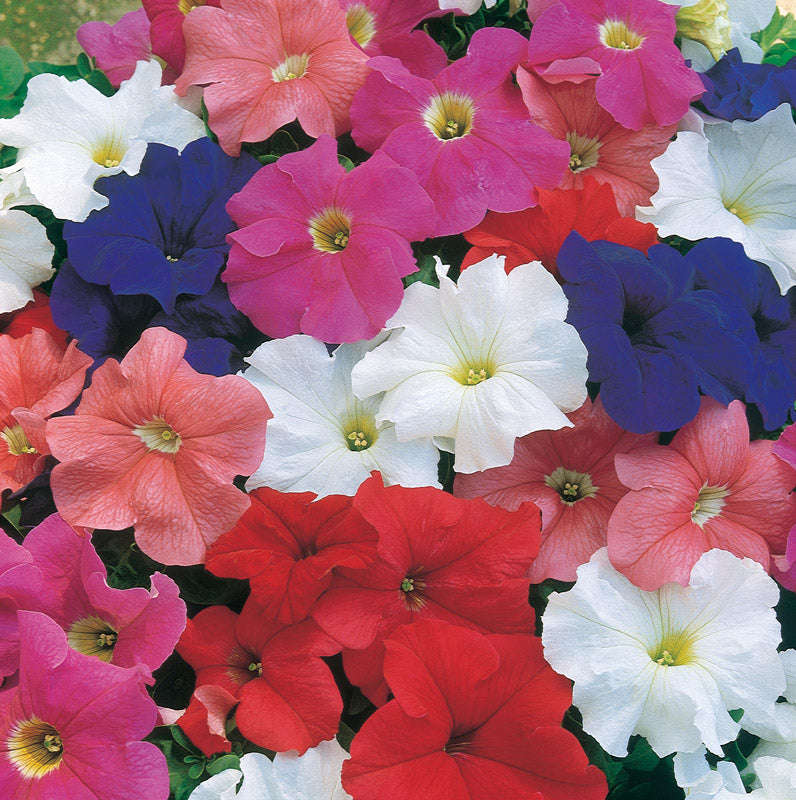 Petunia Dreams Mix Seeds