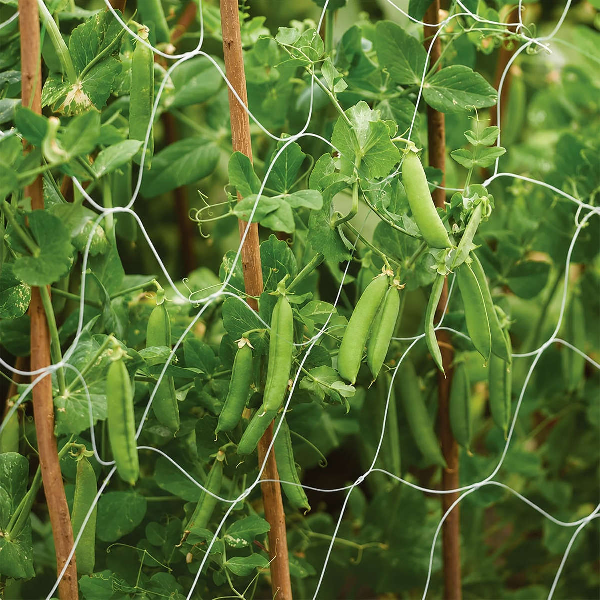 LightHouse Pea Netting (white)