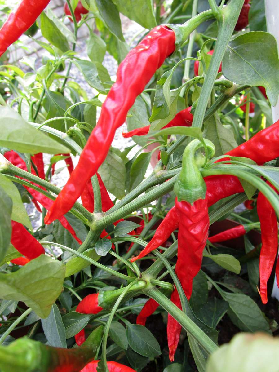Capsicum Long Red Cayenne Slim - Chili Seeds