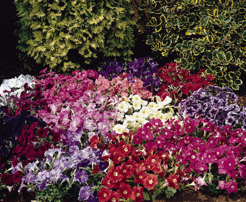 Petunia Carpet Mix Seeds