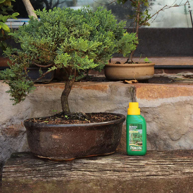 Pokon Bonsai Plant Food - 250ml