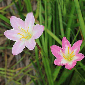 Zephyranthes - Mixed - 30 bulbs