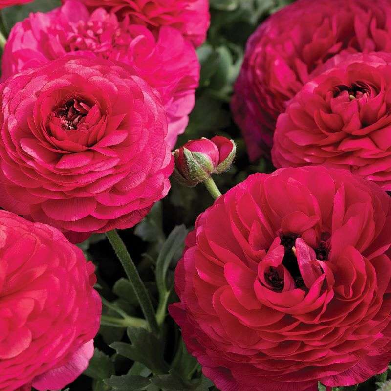 Ranunculus Mache Rose Seeds