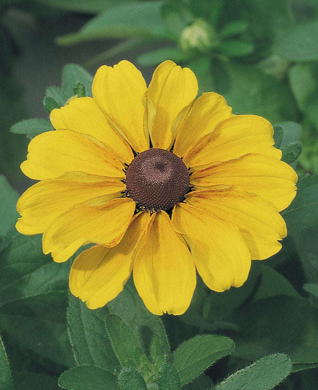 Rudbeckia Toto Gold Seeds