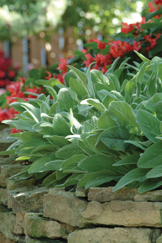 Stachys Lambs Ear Seeds