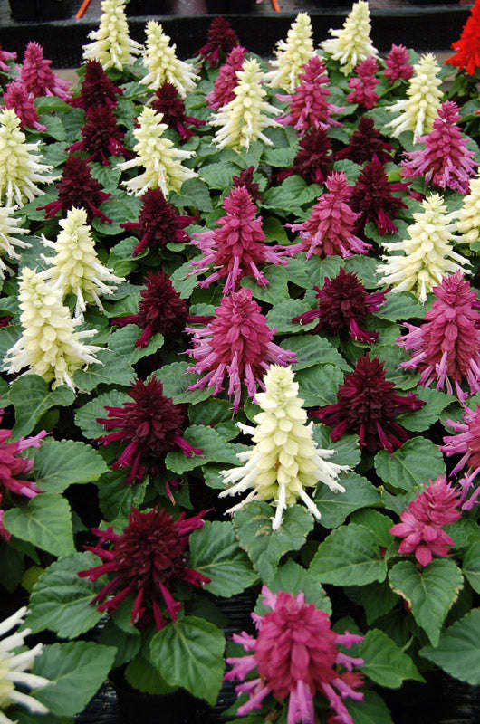 Salvia Reddy Nero Mix Seeds
