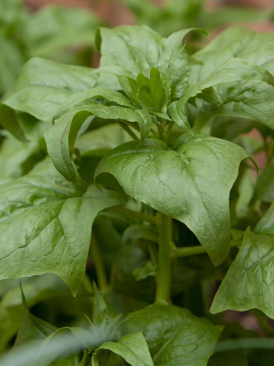 Spinach Viroflay Seeds