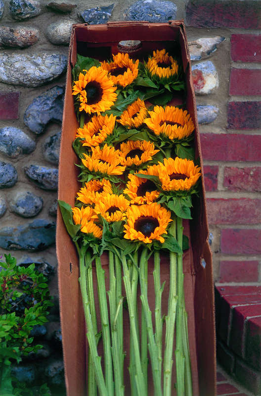 Helianthus Pro Cut Orange Seeds