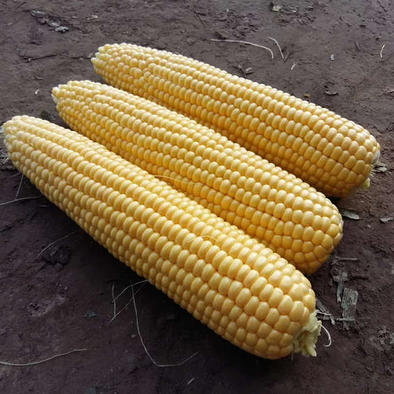 Sweetcorn Overland Seeds