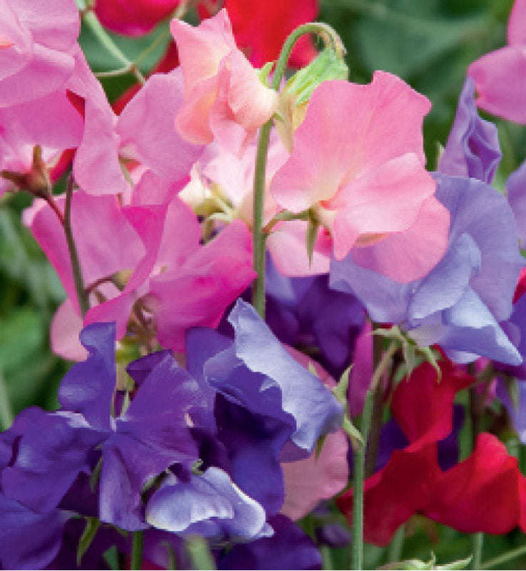 Sweetpea Mammoth Mix Seeds