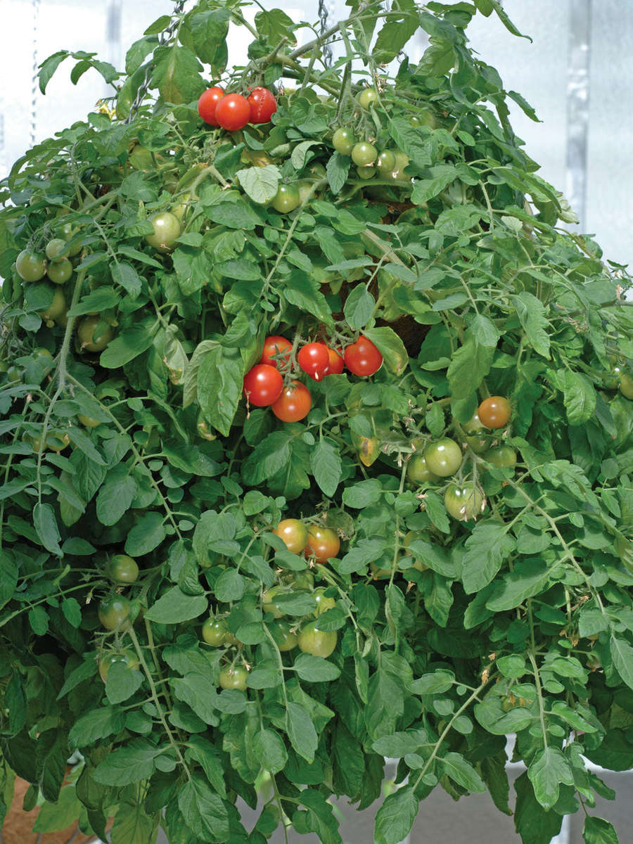 Tomato Tumbler F1 Seeds