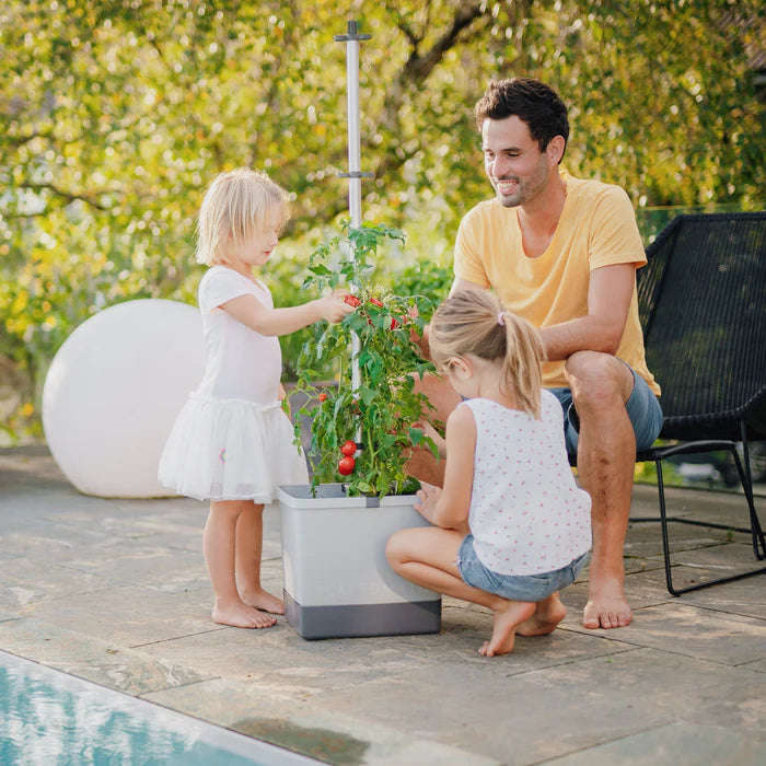 TOM TOMATO (Self Watering Pot)