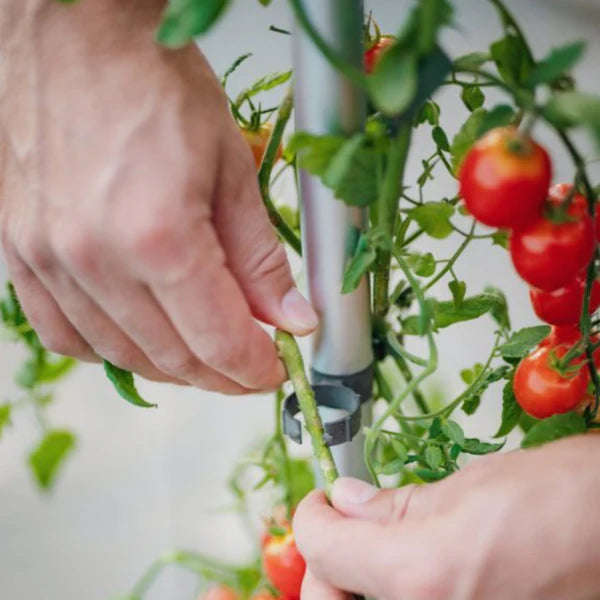 TOM TOMATO (Self Watering Pot)