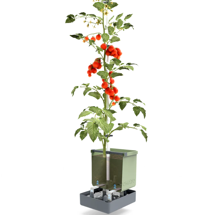 TOM TOMATO (Self Watering Pot)