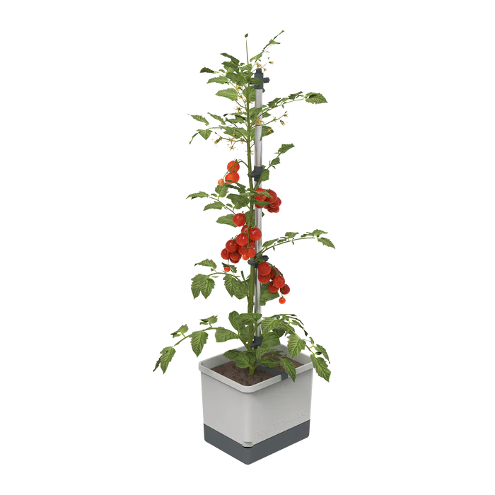 TOM TOMATO (Self Watering Pot)
