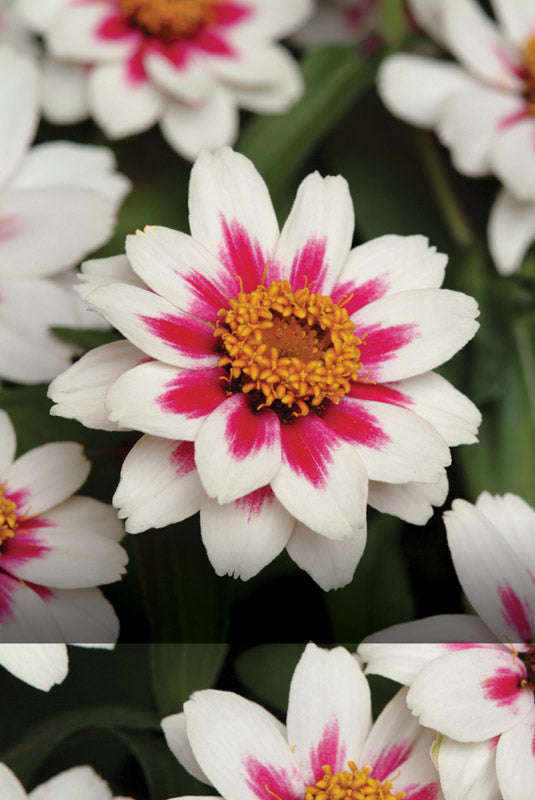 Zinnia Zahara Starlight Rose Seeds