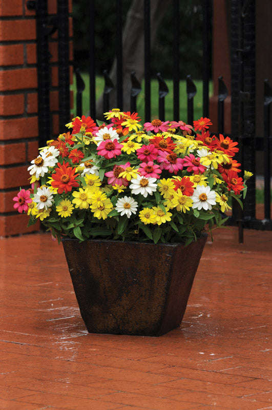 Zinnia Zahara Mix Seeds