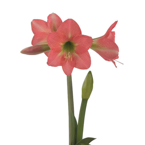 Amaryllis Sonatini - Bella Rosa - 3 bulbs